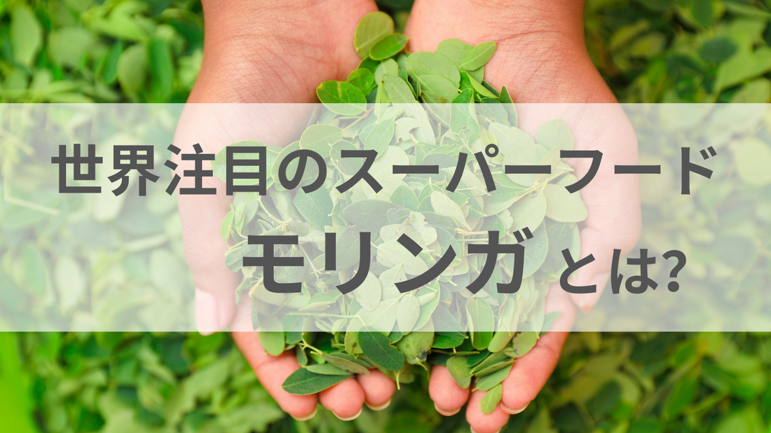 モリンガとは？奇跡の木と呼ばれる理由と魅力について解説！