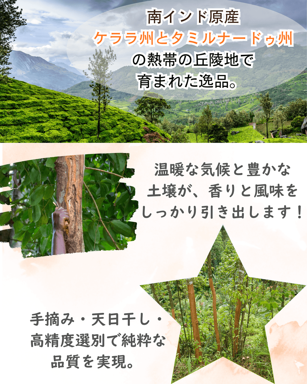 シナモンスティック 50g