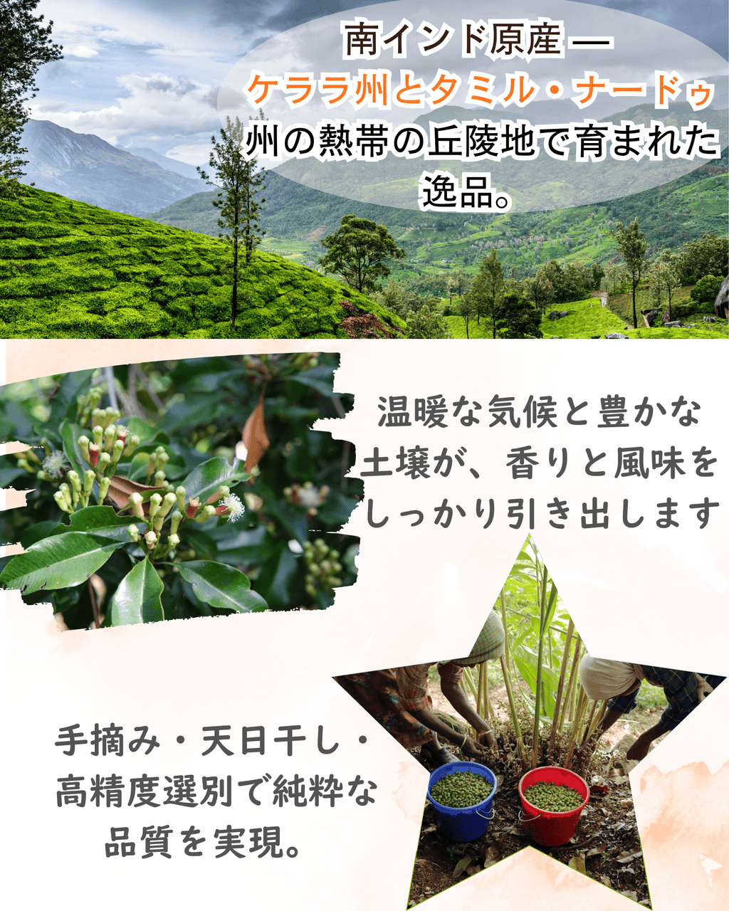 クローブホール（50g）