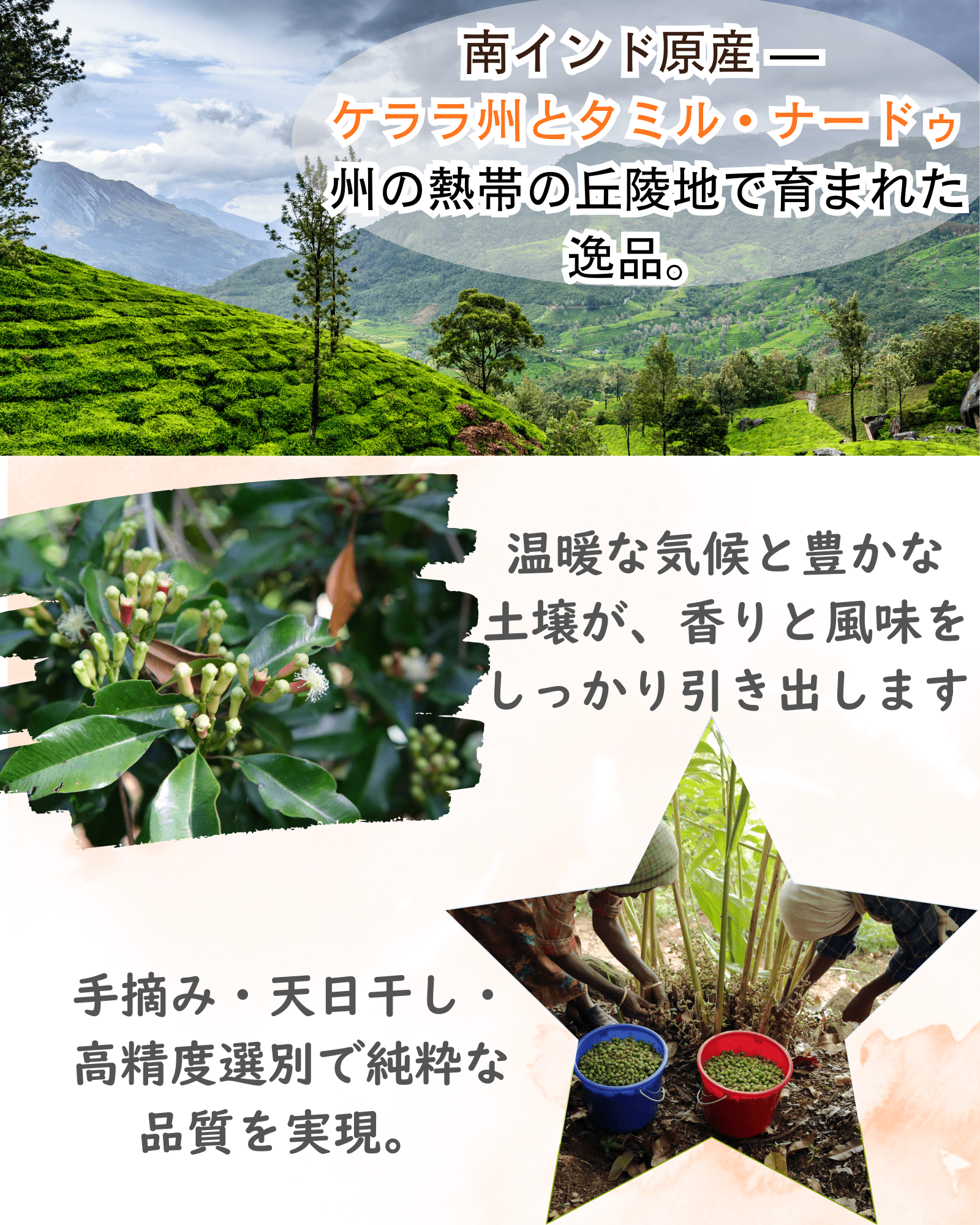 クローブホール（50g）