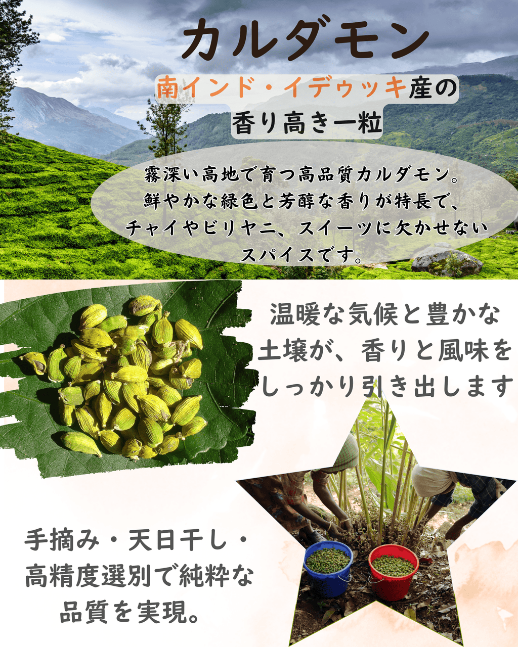 カルダモンホール（50g）