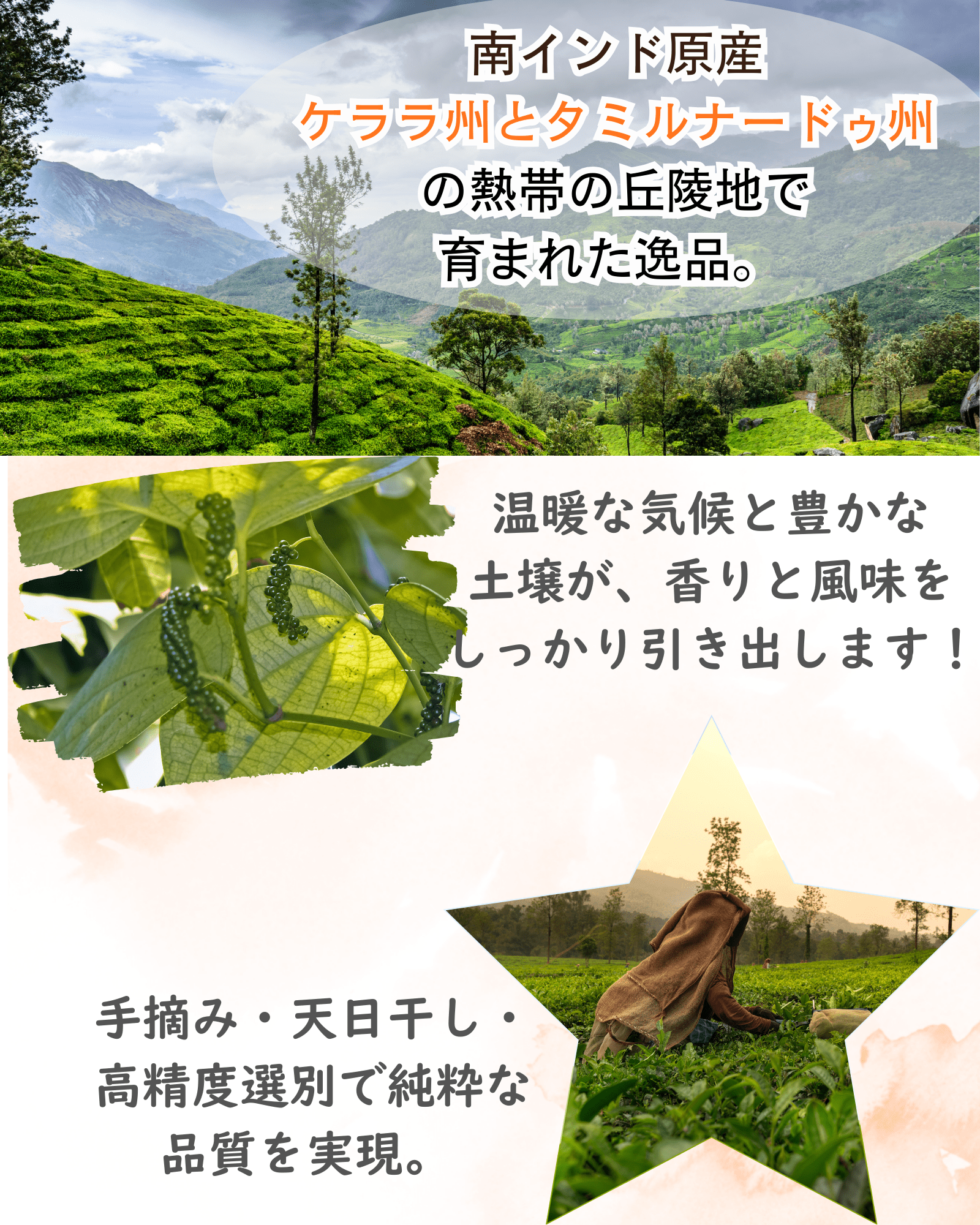 ブラックペッパーホール（50g）