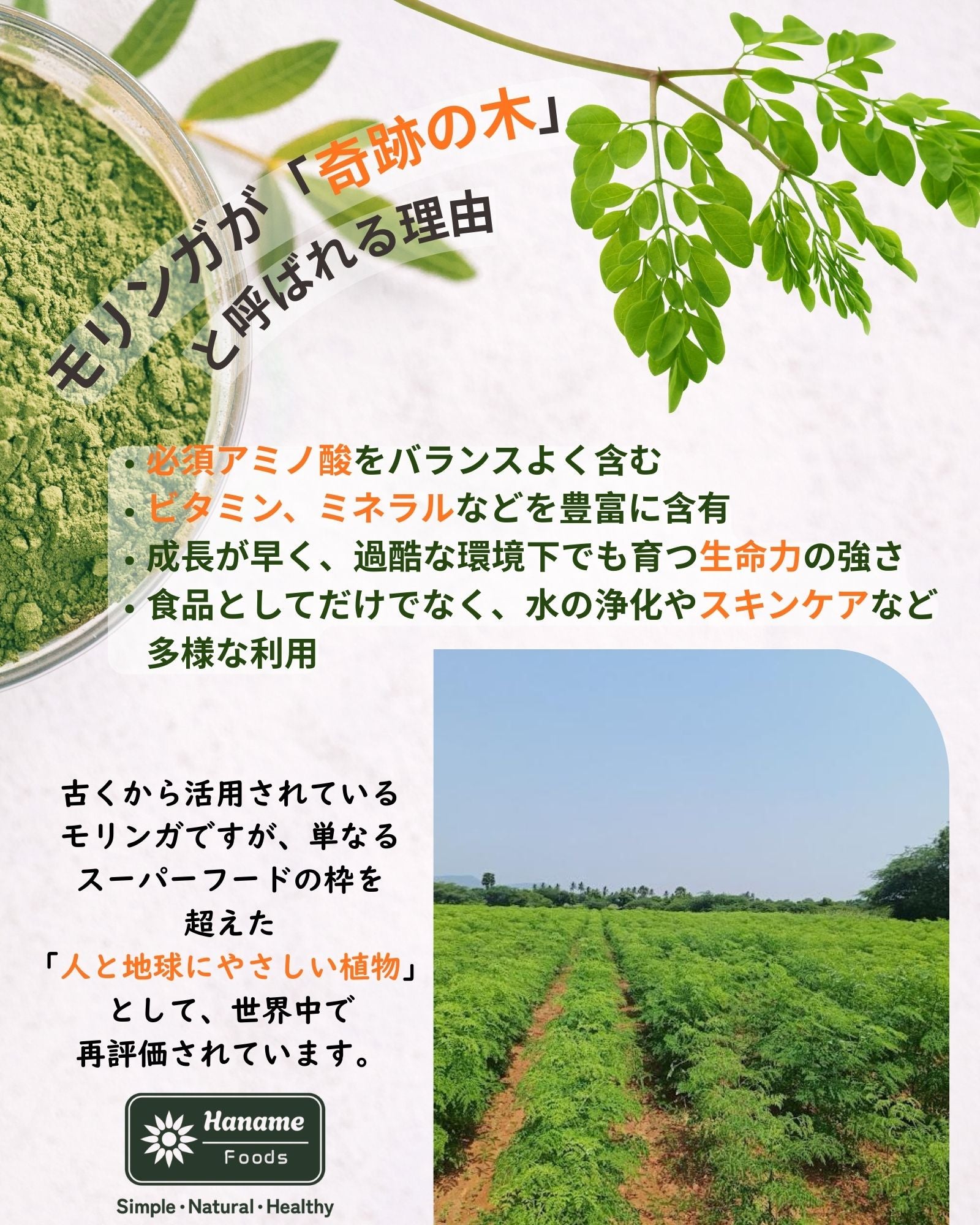 モリンガ パウダー 100g