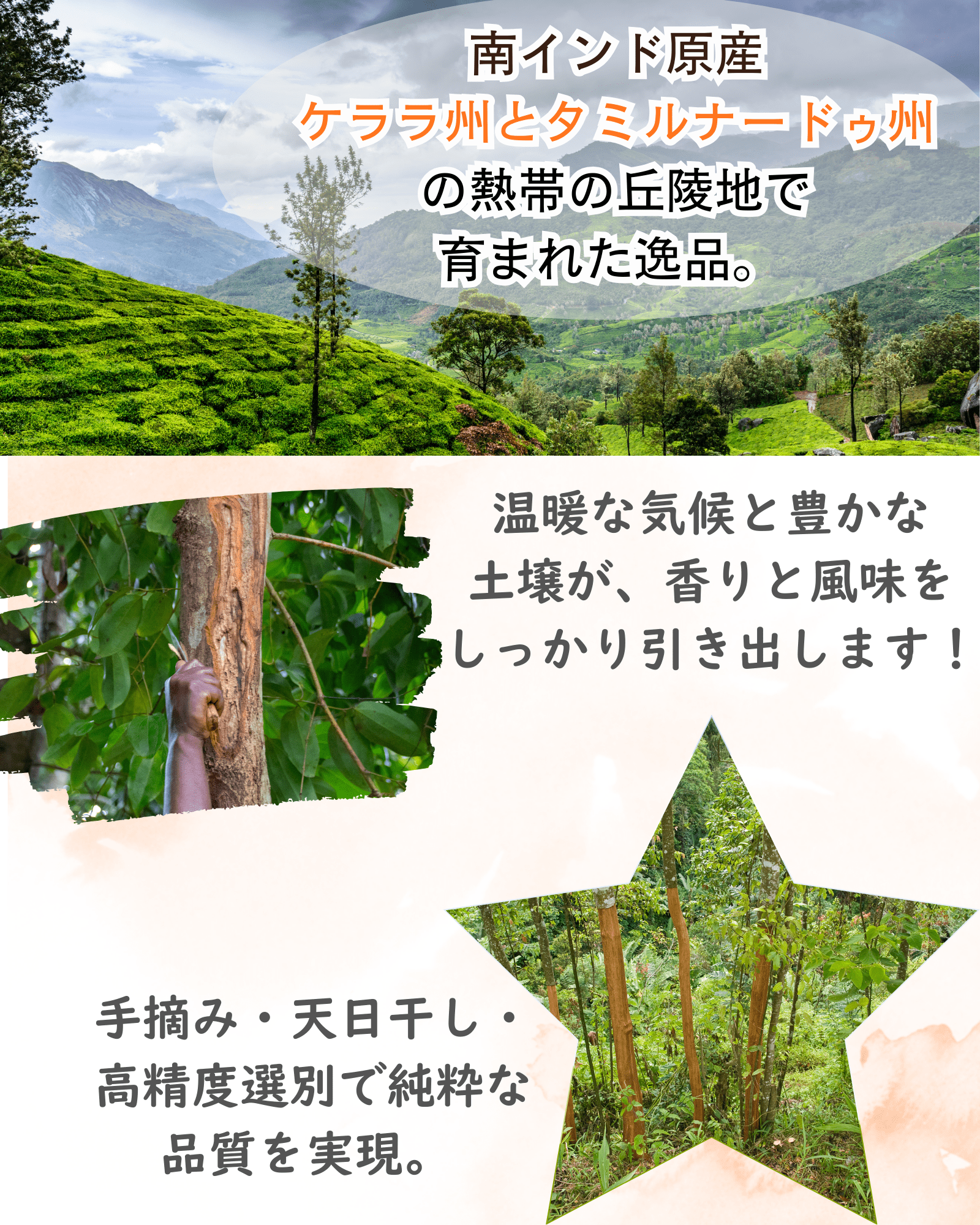 シナモンパウダー 100g