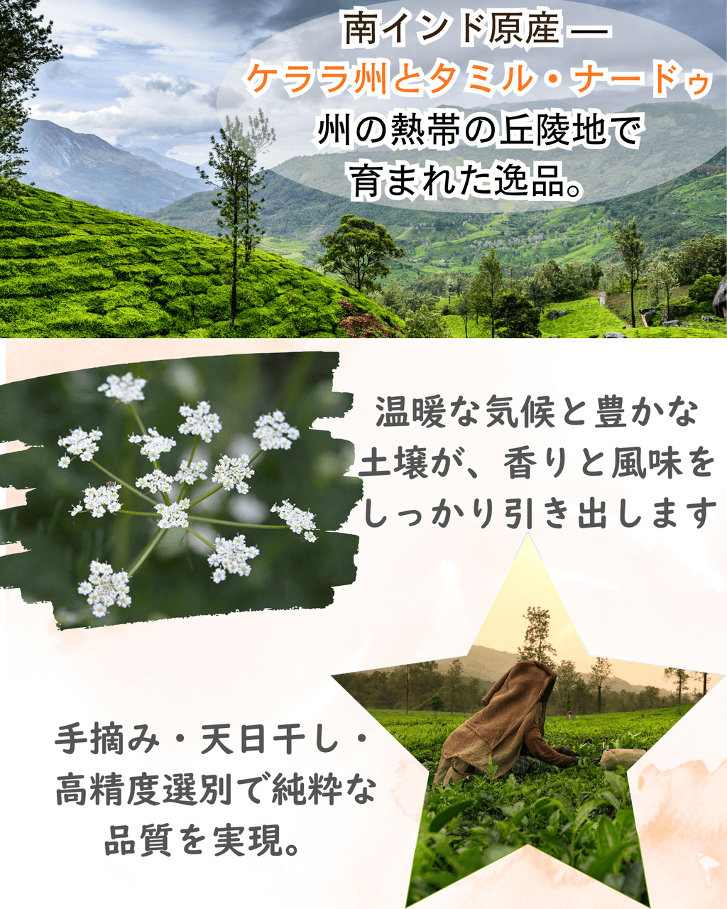 クミンホール 50g