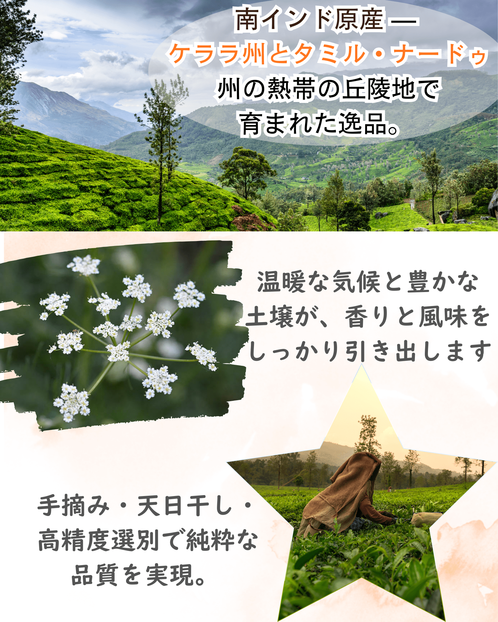 クミンホール 50g