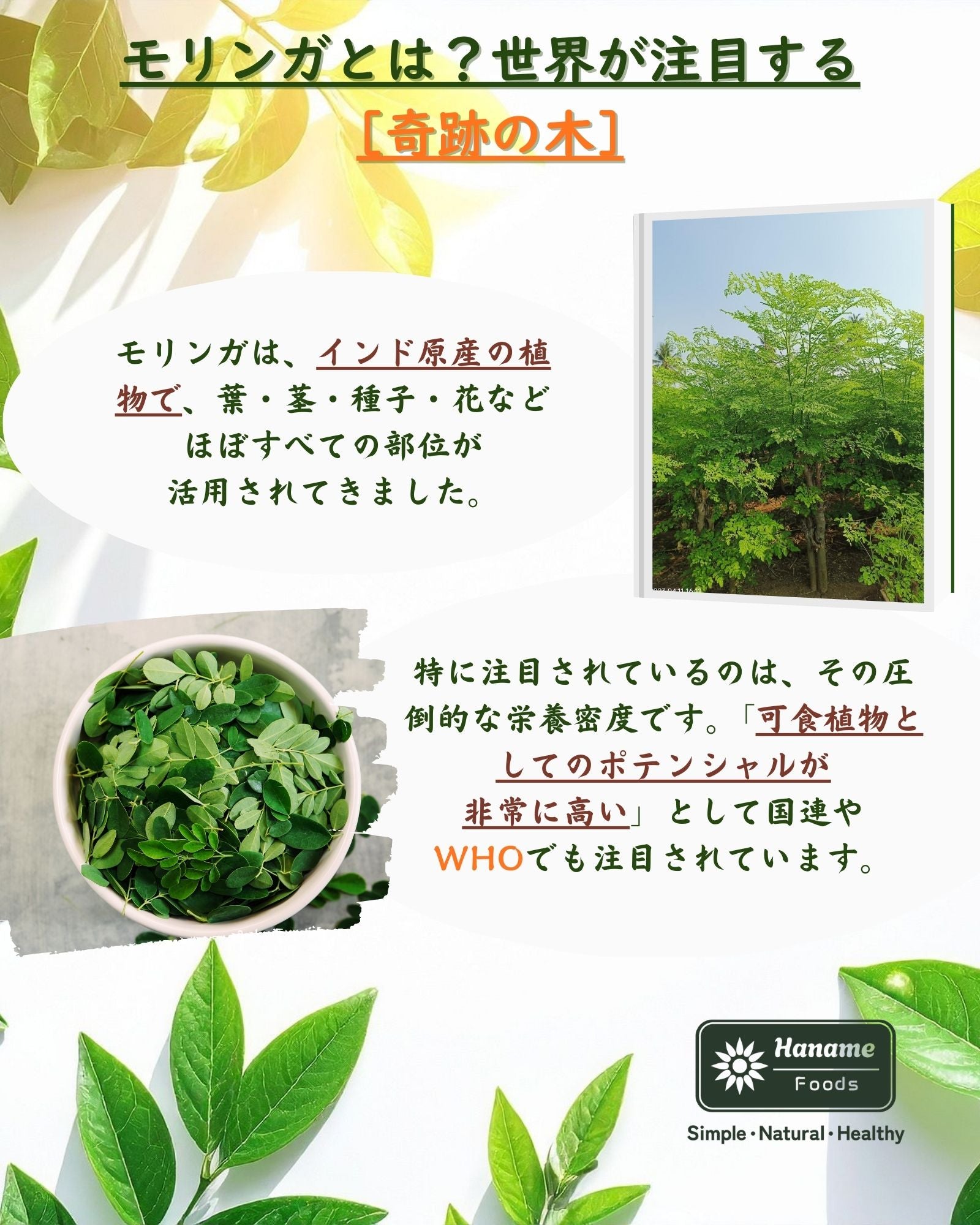 モリンガ パウダー 100g