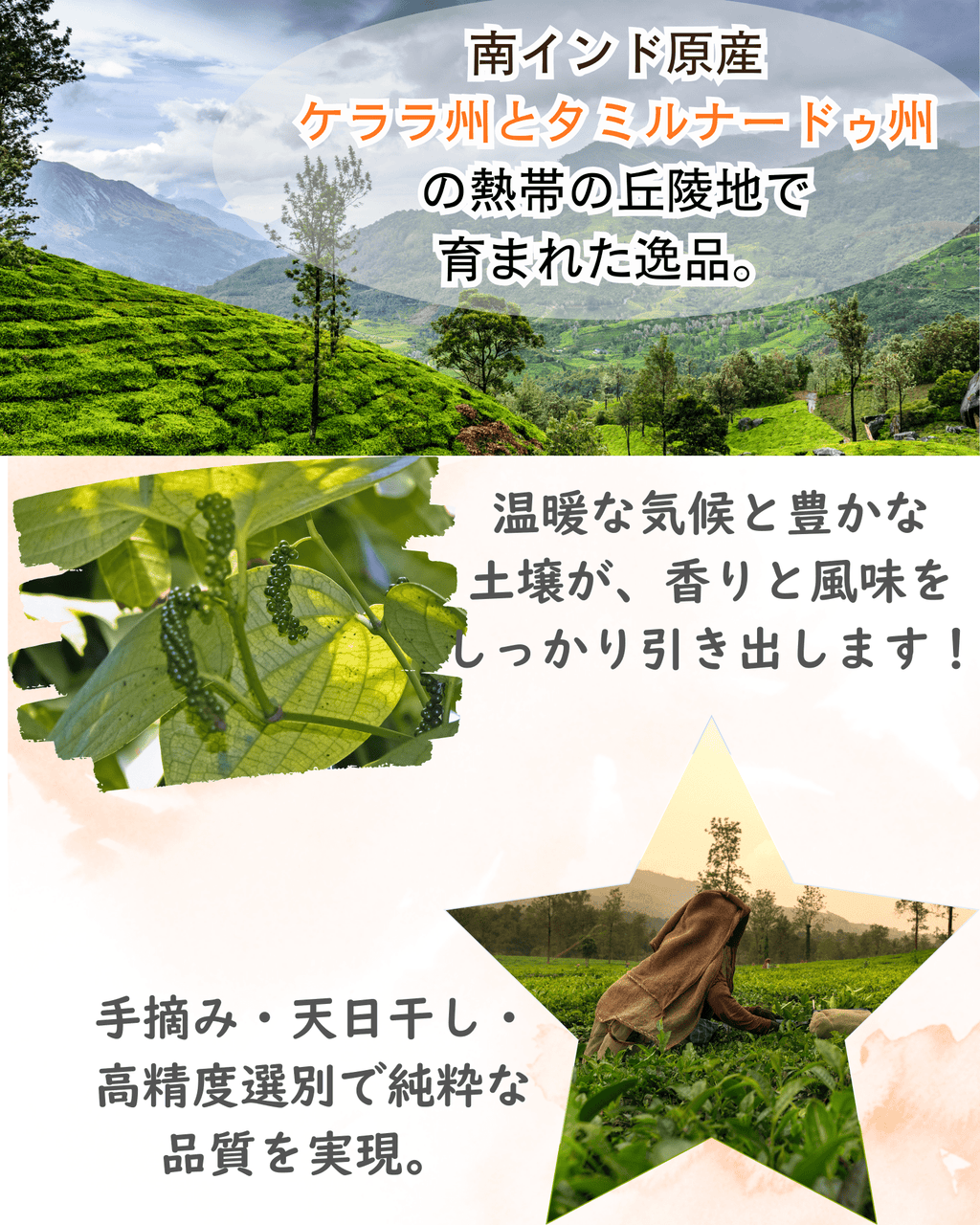 ブラックペッパーパウダー100g