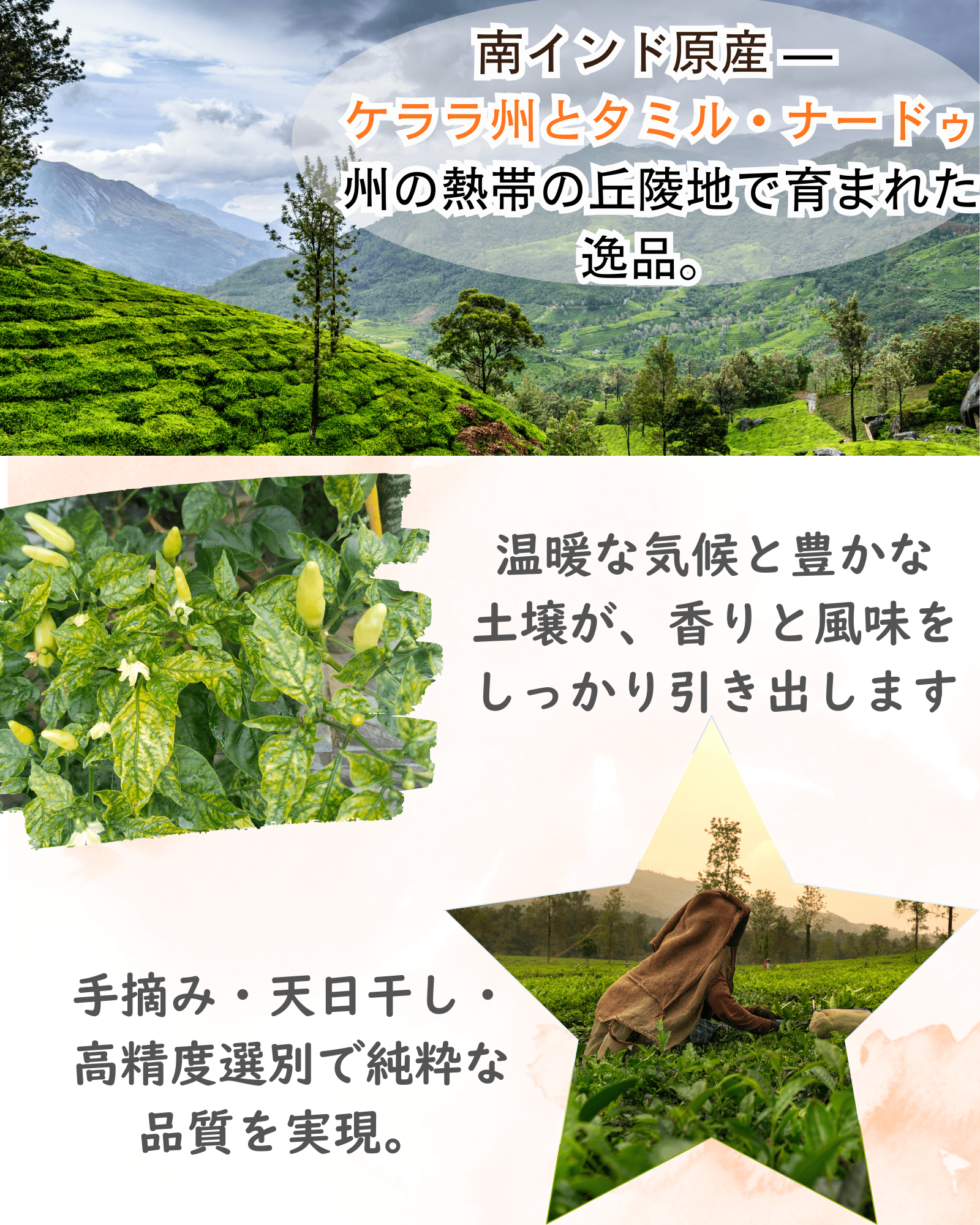 ヒハツパウダー 100g