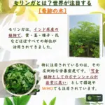 ナチュラルモリンガパウダー100g - 画像 (8)