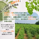 モリンガタブレット180粒 - 画像 (9)